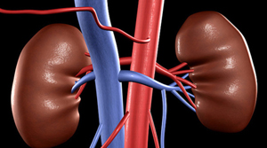 organ donation